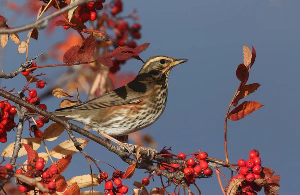 İskoçya 'nın dağlık bölgelerinde Rowan meyveleriyle beslenen güzel bir Kızılkanat (Turdus iliacus).