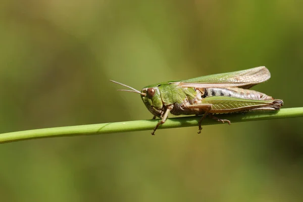 Красивый Зеленый Grasshopper Common Omocestus Viridulus Сидящий Траве Поле Великобритании — стоковое фото