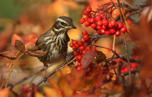 Hermoso Ala Roja Turdus Iliacus Alimentándose Bayas Rowan Las Tierras —  Fotos de Stock