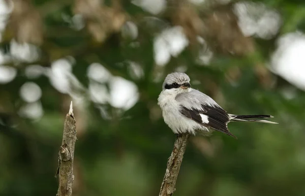 Egy Csodálatos Ritka Great Grey Shrike Lanius Excubitor Egy Ágon — Stock Fotó