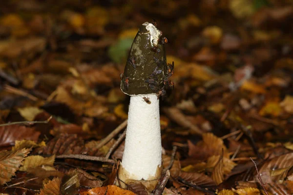 Foul Smelling Stinkhorn Phallus Impudicus Covered Flies Growing Woodland — 스톡 사진