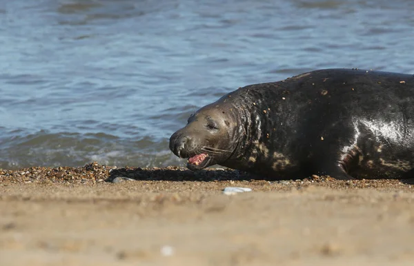一只大公牛 灰海豹 的头像 张开嘴从海里出来 露出了它的牙齿 在繁殖期 它正在赶走另一只靠近雌性的公牛海豹 — 图库照片
