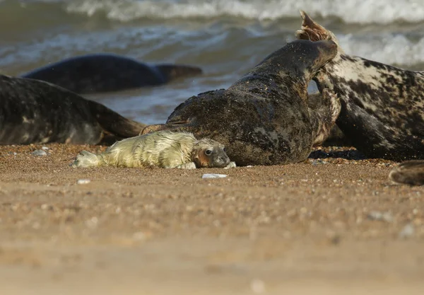 一只可爱的新出生的灰海豹幼崽 海利霍勒斯 躺在海滩上 从后面可以看到它的妈妈咬着另一只海豹让它从宝宝身边移开 — 图库照片