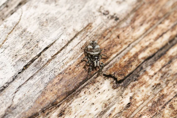 Una Diminuta Araña Saltarina Salticus Scenicus Cazando Comida Árbol Muerto — Foto de Stock