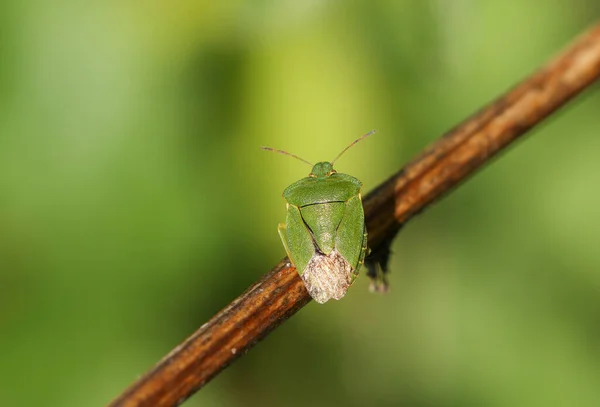 Gemensam Grön Shieldbug Palthe Prasina Sittande Växtstam Våren Storbritannien — Stockfoto