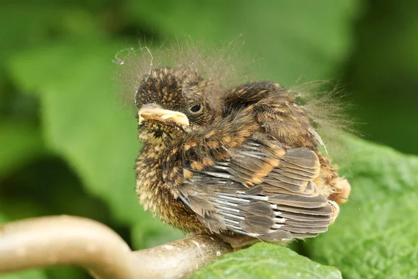 Lindo Bebé Robin Pájaro Erithacus Rubecula Encaramado Una Rama — Foto de Stock