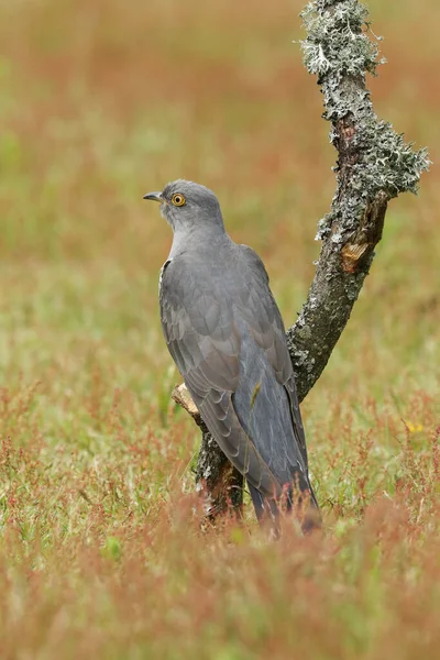 Een Prachtige Koekoek Cuculus Canorus Een Tak Een Weiland — Stockfoto