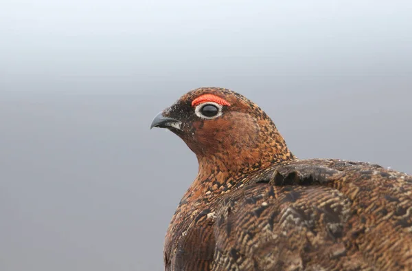 Tiro Cabeza Hermoso Red Grouse Lagopus Laguna Los Páramos Reino — Foto de Stock