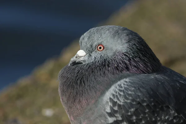 Een Hoofd Opname Van Een Prachtige Feral Pigeon Rock Dove — Stockfoto