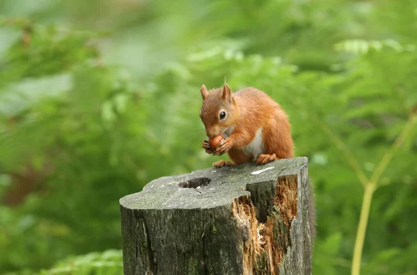 Fantastisk Röd Ekorre Sciurus Vulgaris Som Sitter Stock Och Äter — Stockfoto