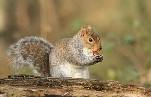 Humoristisk Bild Söt Grå Ekorre Scirius Carolinensis Som Äter Ett — Stockfoto