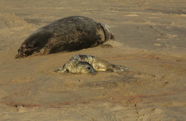 一只刚出生的灰海豹幼崽躺在海滩上 靠近它休息的母亲 — 图库照片