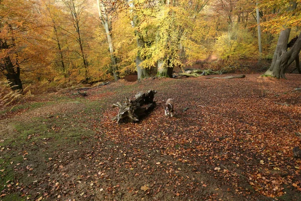 Ein Landschaftsbild Eines Entzückenden Englischen Springerspanielhundes Der Herbst Einem Wald — Stockfoto