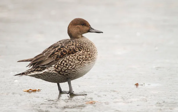 Donmuş Bir Gölün Üzerinde Duran Dişi Bir Pintail Anas Acuta — Stok fotoğraf