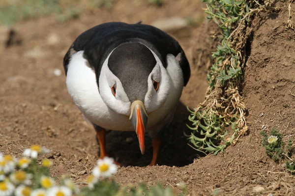 Puffin Deslumbrante Fratercula Arctica Postura Namoro — Fotografia de Stock