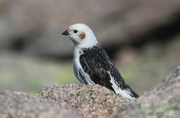 Macho Snow Bunting Plectrophenax Nivalis Plumaje Verano Alto Las Montañas — Foto de Stock