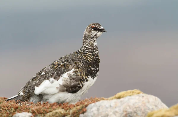 Lagopède Mâle Lagopus Mutus Dans Les Montagnes Des Highlands Écosse — Photo