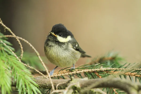 Cute Coal Tit Periparus Ater Chick Perched Pine Tree Waiting — Zdjęcie stockowe