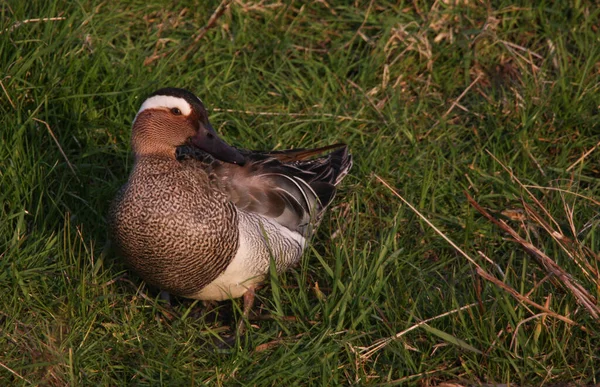 Редкий Самец Garganey Anas Querquedula Стоящий Траве Вечернем Свете Летний — стоковое фото