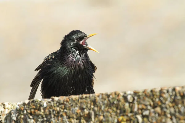 Joli Étourneau Sturnus Vulgaris Chantant Affichant Perché Sur Mur — Photo