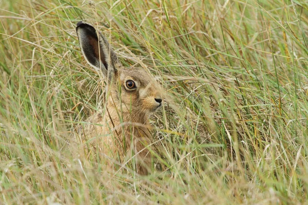 Brown Hare Lepus Europaeus Leveret Hiding Grass — Stock Photo, Image