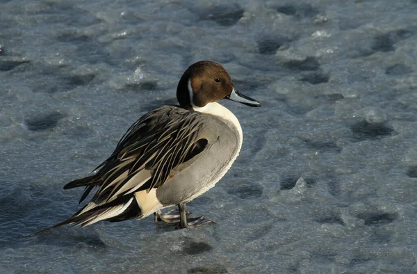 Male Pintail Anas Acuta Stojící Zamrzlém Jezeře — Stock fotografie