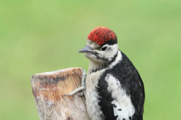 一个可爱的婴儿伟大的斑点啄木鸟 Dendrocopos Major 在一棵老树上找到食物吃 — 图库照片