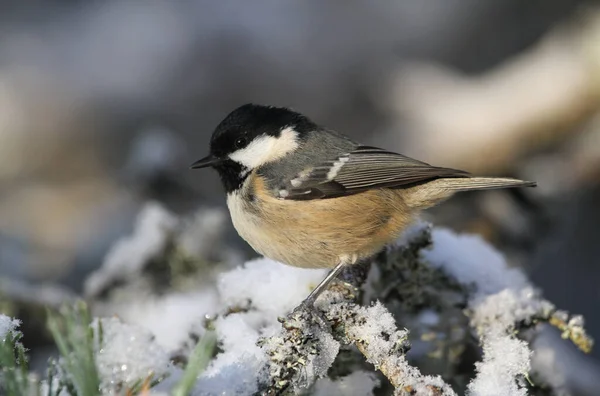 Coal Tit Periparus Ater Perched Branch Covered Lichen Covering Snow — Stok fotoğraf