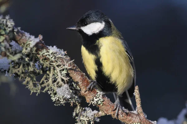 Great Tit Parus Major Perched Branch Covered Lichen Covering Snow — Zdjęcie stockowe