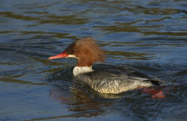 Güzel bir dişi Goosander, Mergus merganser, nehirde yüzüyor. Suyun altına dalıyor ve balık yakalıyor..