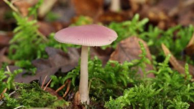 Güzel bir Rosy Bonnet mantarı, Mycena-rosea, İngiltere 'de orman zemininde yaprak kumu ve yosun içinde büyüyor..