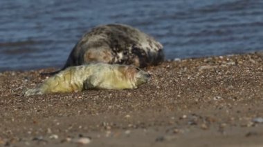 Yeni doğmuş şirin bir gri fok yavrusu, Halichoerus grypus, dinlenen annesinin yanında kumsalda yatıyor..