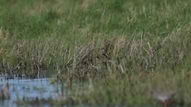 Bir grup güzel Snipe (Gallinago gallinago) dinlenme, beslenme ve su kenarındaki çimlerde preening.