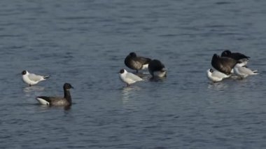 Bir grup güzel Brent Goose, Branta bernicla, ve siyah başlı martı (Chroicocephalus ridibundus) bir deniz halkası üzerinde ayakta, dinleniyor ve temizlik.