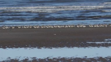 Güzel bir düğüm sürüsü, Calidris canutus, Norfolk 'ta bir sahilde dinleniyor ve güneşleniyor..