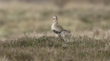 Çekici bir çağrı Altın Plover, Pluvialis kayısı, fundalıkta duruyor yağmur altında fundalıkta.