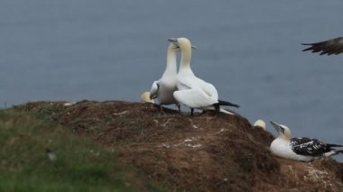 İki muhteşem kur yapan Gannet, Morus Bassanus, İngiltere 'de bir uçurumun kenarında duruyor..