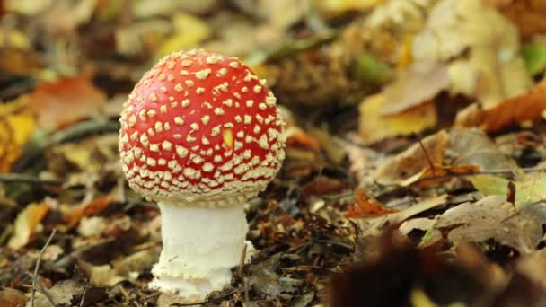 Belo Fungo Agárico Fly Amanita Muscaria Crescendo Uma Floresta Reino — Vídeo de Stock