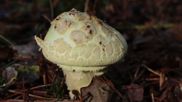 Mushroom Fungi Growing Out Forest Floor — Stock Video