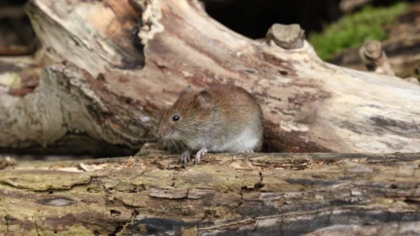 귀여운 영국의 지대에 통나무 더미에서 먹이를 — 비디오