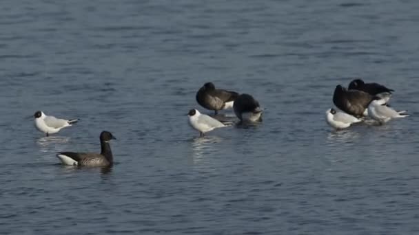 一群漂亮的布伦特鹅 布兰塔 伯尼克拉和黑头鸥站在一个海口休息和清洁 — 图库视频影像