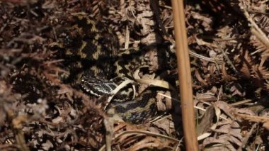 Engerek yılanı (Vipera berus) kış uykusundan çıktıktan sonra bahar güneşinde ısınır..