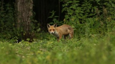 Vahşi Kızıl Tilki (Vulpes vulpes) ormanın kenarındaki bir tarlada besleniyor..