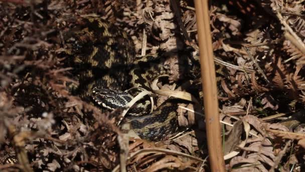 Beautiful Adder Snake Vipera Berus Warming Spring Sunshine Coming Out — Stock Video