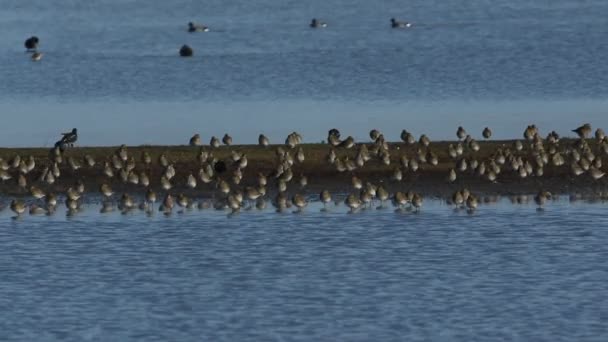 Bando Magníficos Golden Plover Pluvialis Apricaria Descansando Aprendendo Junto Com — Vídeo de Stock