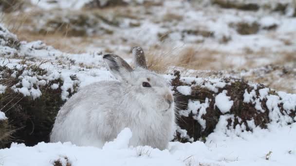 Ένας Λαγός Του Βουνού Lepus Timidus Στο Χιόνι Στα Υψίπεδα — Αρχείο Βίντεο