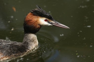 Great Crested Grebe 'in, Podiceps kristalinin, nehirde yüzerken bir portresi..