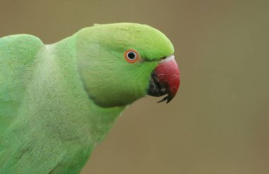 Yüzük boyunlu ya da gül halkalı muhabbet kuşunun güzel bir fotoğrafı. İngiltere 'nin en bol bulunan doğal papağanı..