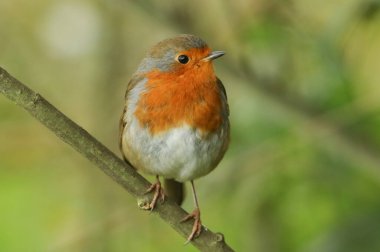 Çarpıcı bir Robin (Erithacus rubecula) bir dala tünemiş..