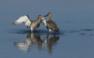 İki Kara Kuyruklu Godwit (Limosa limozası) kavga ediyor.